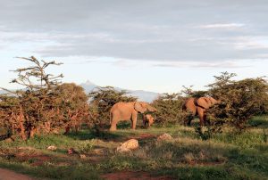 Guide to Drone photography on Safari